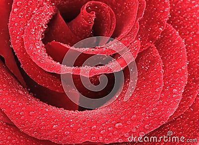 rose with water