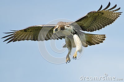  Tailed Hawk Flying on Royalty Free Stock Image  Red Tailed Hawk Flying In A Blue Sky  Image