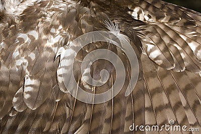  Tailed Hawk Wings on Red Tailed Hawk Wing Stock Image   Image  9674121