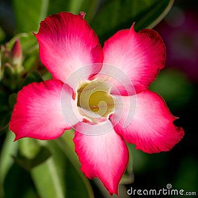 Exotic Flowers on Royalty Free Stock Image  Red Tropical Flower  Image  5268256