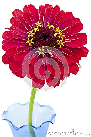 Zinnia Flower on Red Zinnia Flower On White Background Royalty Free Stock Photography