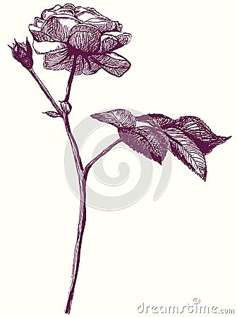 rose flower sketch. RETRO ROSE FLOWER SKETCH.