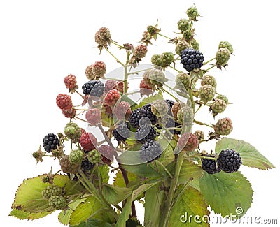 ripe-and-unripe-berries-of-wild-blackberry-thumb18341634.jpg