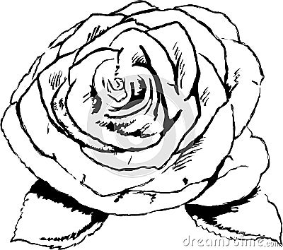 rose flower sketch. of a rose flower