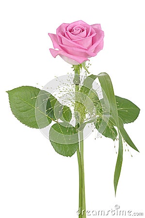 Roseroyalty Flowers on Rose Royalty Free Stock Image   Image  18512266