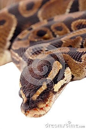 Stock Photos: Royal python snake. Image: 6719213