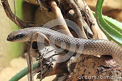 Stock Images: Rufous beaked snake. Image: 22737384