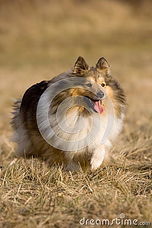  online or a miniature collie, because they are bestminiature sheltie 