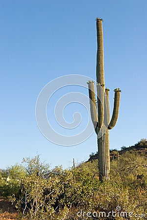 Desert Plants Cacti. CACTUS PLANTS IN THE DESERT