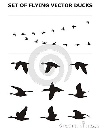 Flying Architecture on Set Of Flying Ducks Stock Image   Image  15869771