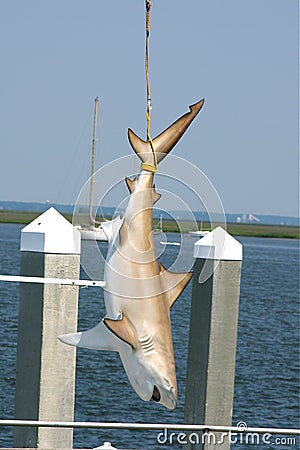 shark-tied-up-thumb5728194.jpg