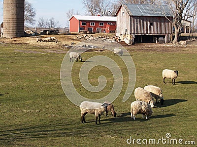 sheep grazing on a sheep farm