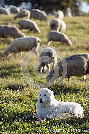sheepdog and his herd