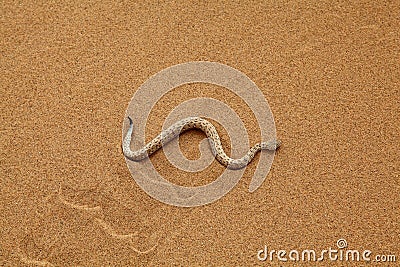 SIDEWINDER SNAKE (click image to zoom)