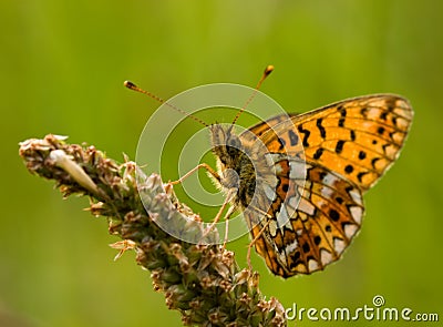 ... Stock Photos: Silver-bordered Fritillary Butterfly.