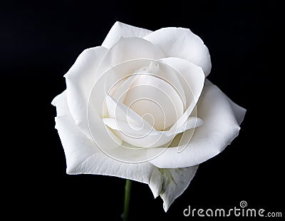 beautiful white rose flowers. Single White Rose isolated on