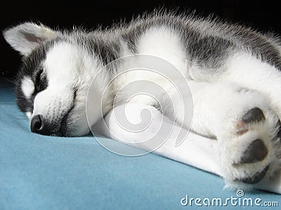 black and white husky. Black and white husky puppy