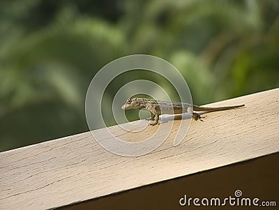 small lizard from costa rica