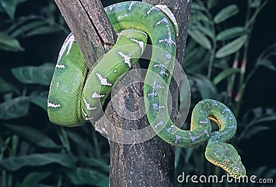 Royalty Free Stock Images: Snake-Emerald tree boa. Imag