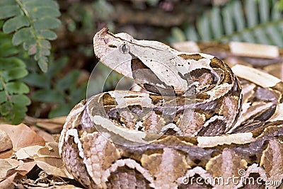 Stock Images: Snake-Gaboon viper. Image: 5534174