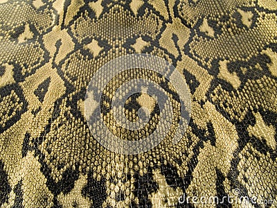 Snake Skin, Amazing Snake Skin Pictures and Images