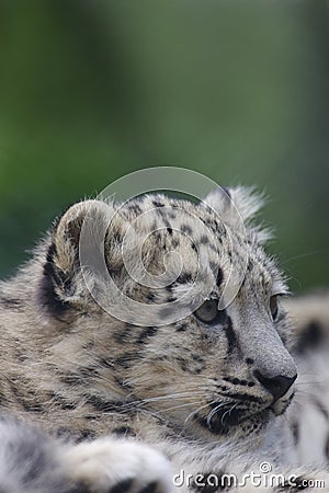 snow leopard cub in snow. Snow Leopard cubs in the wild