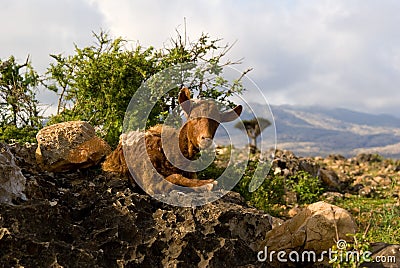 Socotra Goat