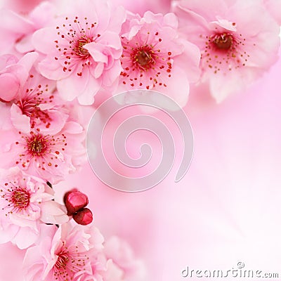 flowers background images. FLOWERS BACKGROUND (click