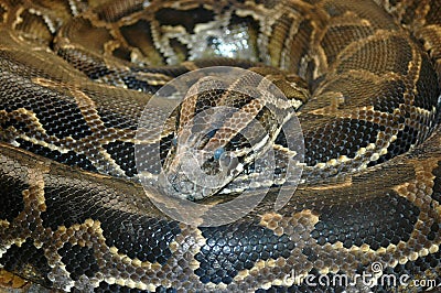 Stock Photography: Southern African Rock Python snake. 