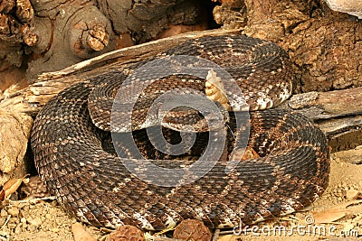 Stock Photo: Southern Pacific Rattlesnake. Image: 43848
