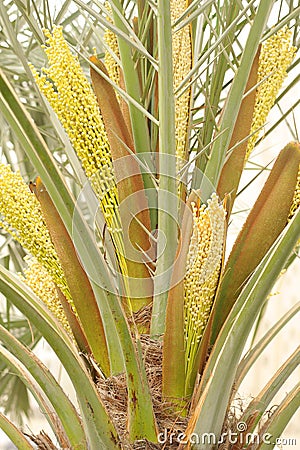 date palm in desert. images Date palm trees at the