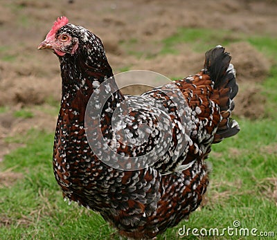 spotted hen