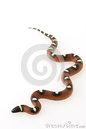 Stock Image: Spotted Mexican Milk Snake. Image: 6266931
