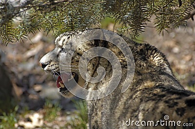 Spotted Snow Leopard
