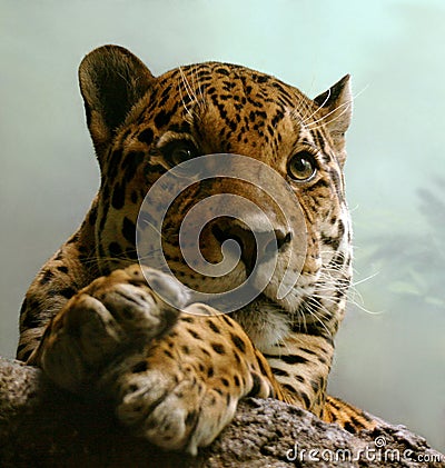 jaguar animal cub. Jaguar+animal+hunting