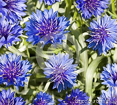 blue flowers wallpaper. lue flower wallpaper.
