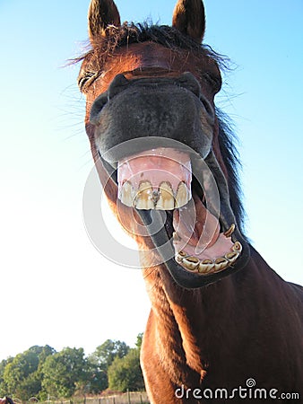 strange-facial-expression-of-a-horse-thumb333544.jpg