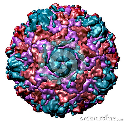 common cold virus structure. STRUCTURE OF COLD VIRUS (click