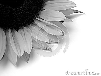 Black And White Sunflower Background. abstract ackground of a part