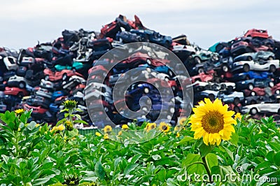 Sunflowers And Crushed Cars