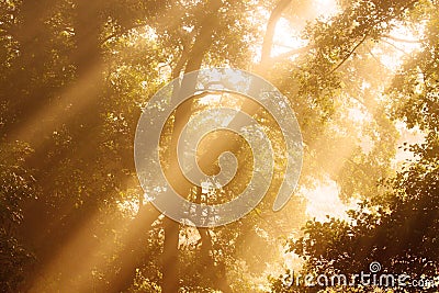 sunlight-through-trees-thumb14248995.jpg