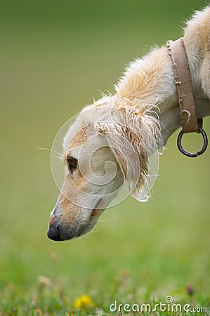 Stock Photos: Taigan (Kyrgyz borzoi) dog head. Image: 7