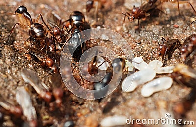 Flying Architecture on Termites Attacking A Colony Of Flying Ants   Small Larva On The Sand