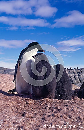 Stockphotos on The Ugle Penguin Royalty Free Stock Photos   Image  13169838