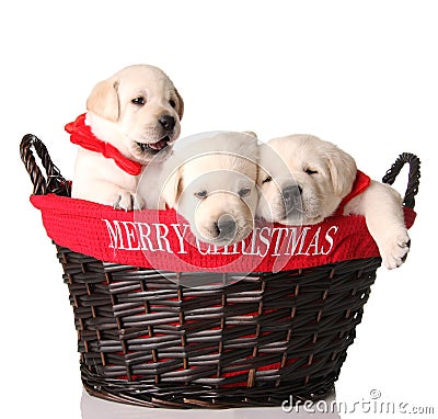 Stock Image: Three Christmas puppies. Image: 12131971