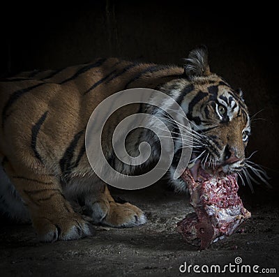 Home > Stock Photo: Tiger eating a piece of meat