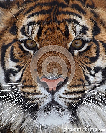 tiger face profile. Close up shot of tiger#39;s face