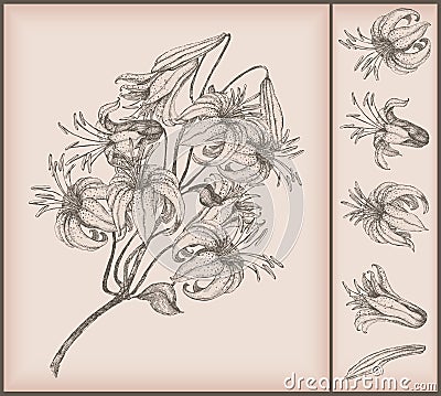 Tiger Lily Drawings. Vintage tiger lily drawing