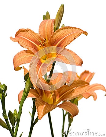 red tiger lily bouquet. usa, Orange