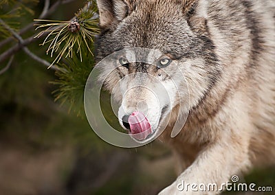 timber-wolf-canis-lupus-licks-chops-thumb13676572.jpg